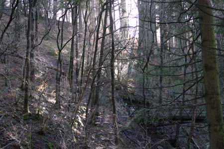 CRW_6007