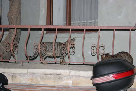 SideOct2006_050